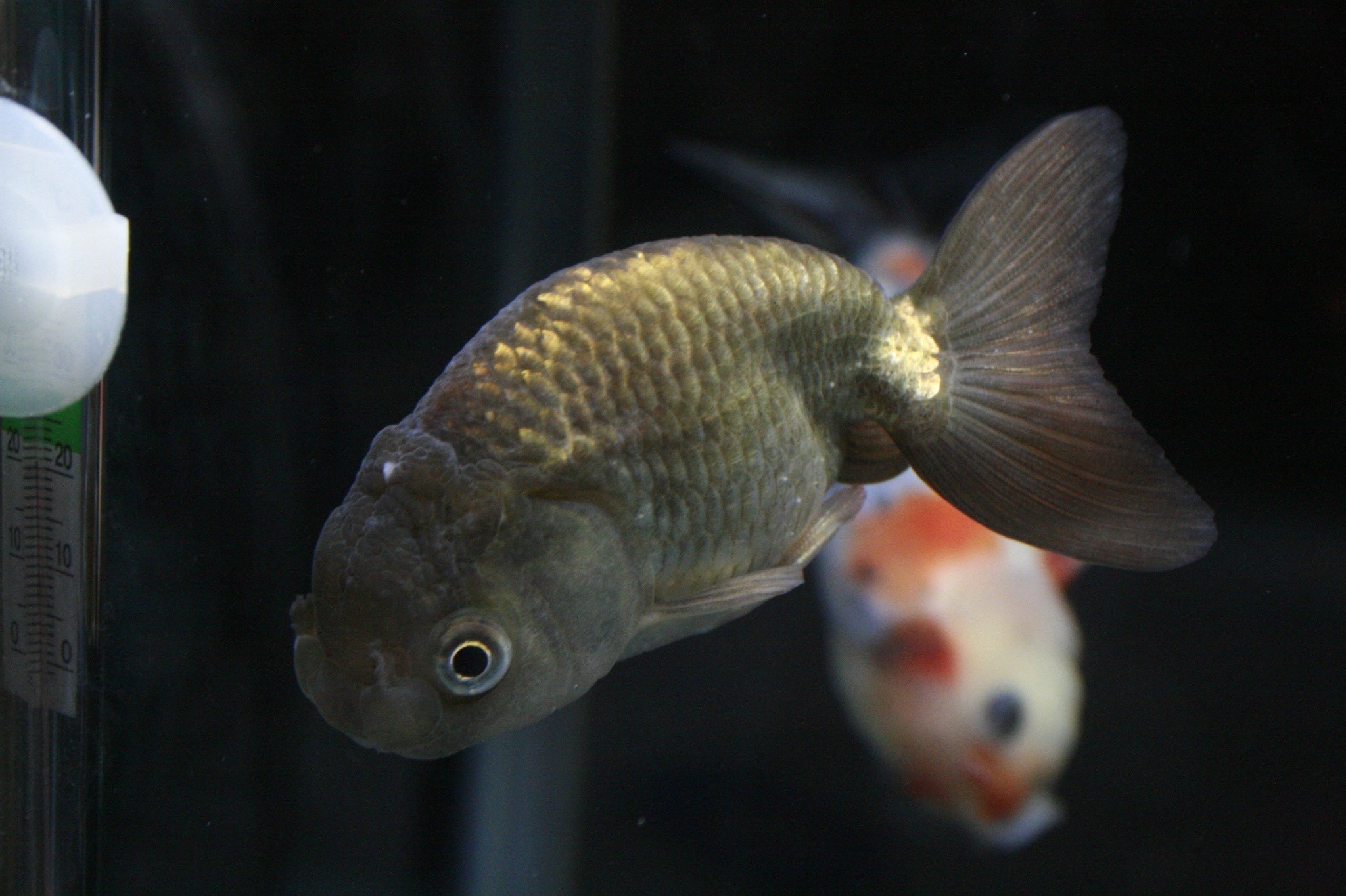 シンプルな金魚とのくらし 社員ブログ パッケージデザイン会社 株式会社t3デザイン 東京都渋谷