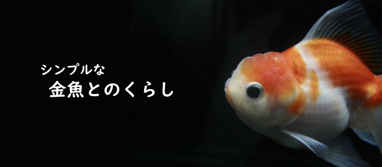 シンプルな金魚とのくらし 社員ブログ パッケージデザイン会社 株式会社t3デザイン 東京都渋谷